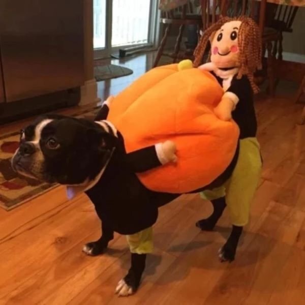 Pet Pumpkin Halloween Costume